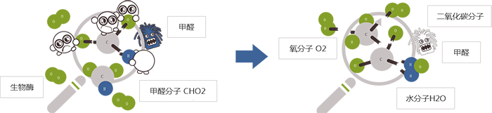 生物酶除甲醛原理